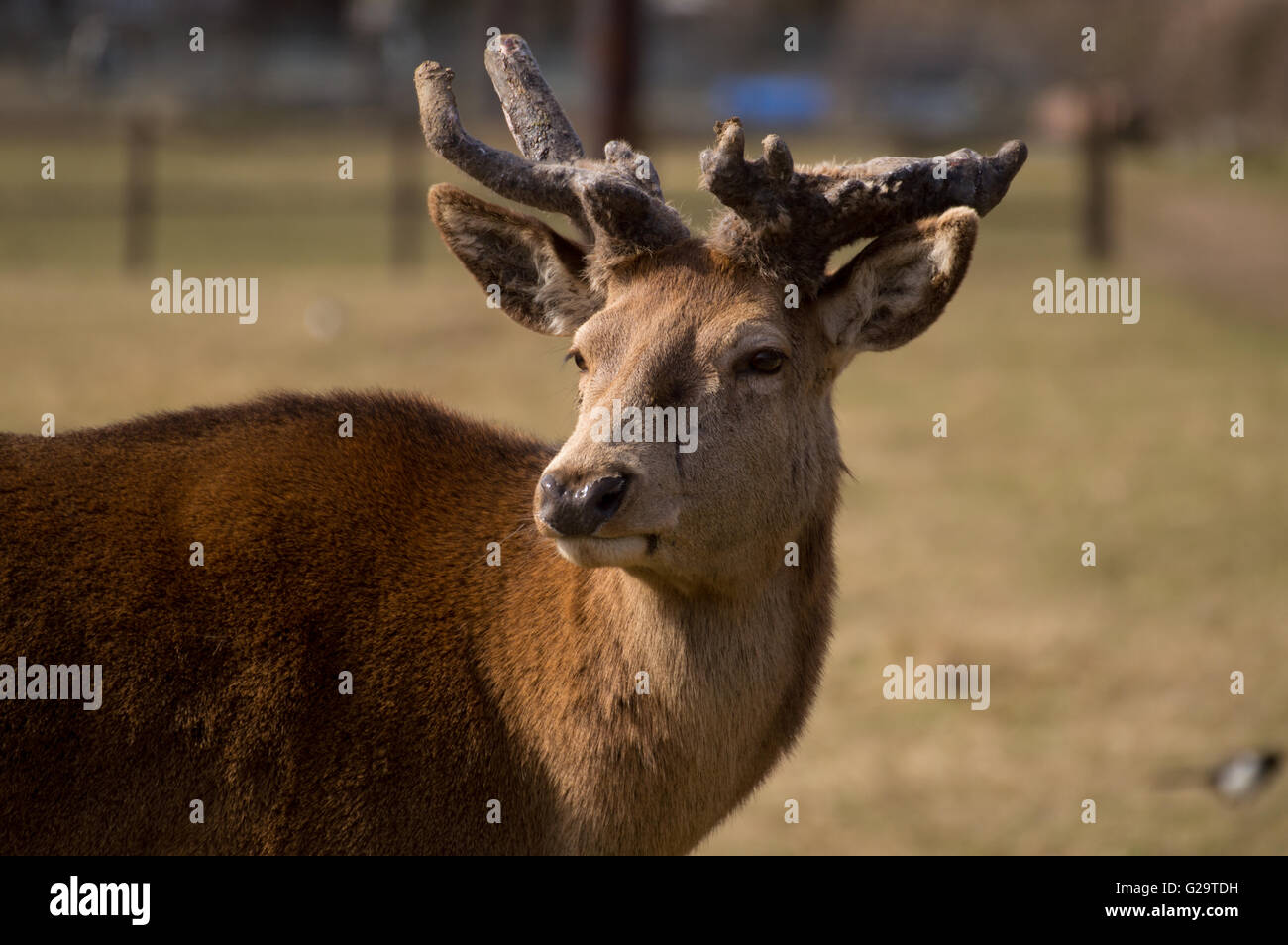 Un portrait de Red Deer (Cervus elaphus) stag debout dans un champ. Banque D'Images
