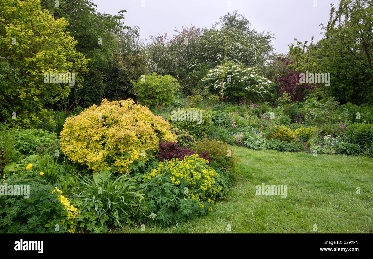 Un cottage anglais sur le jardin des mauvais jour de mai. Informel mixte implantation d'arbustes et vivaces. Banque D'Images