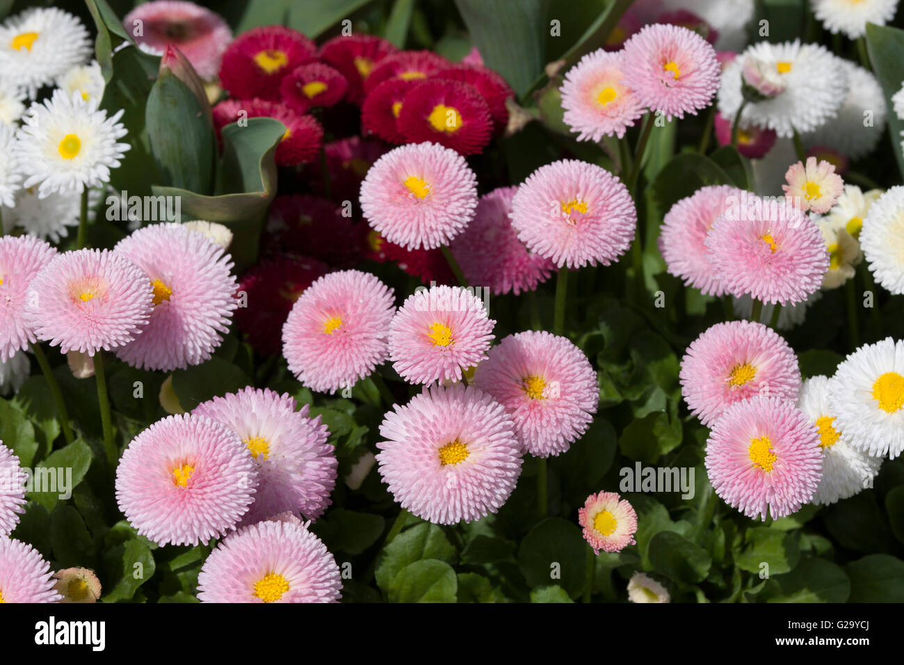 Asteraceae Bellis perennis. Groupe de Bellis perennis pomponette. Banque D'Images