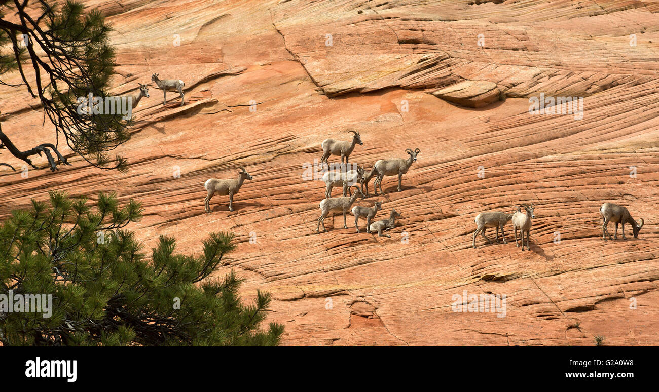 Big Horn Sheep in Zion National Park Banque D'Images