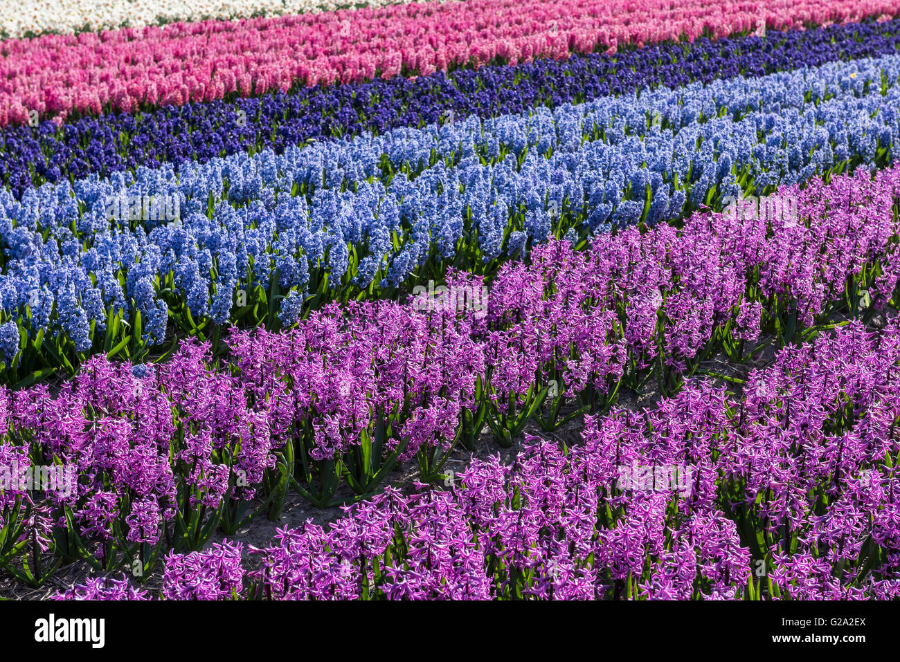 Rangées de violet et bleu jacinthes dans un champ agricole en Hollande-septentrionale, aux Pays-Bas. Banque D'Images