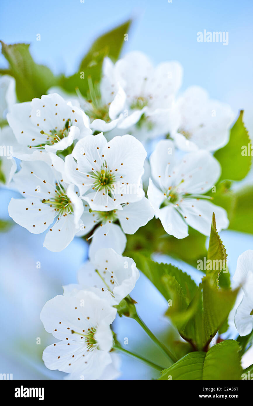 Pommiers en fleurs sur une belle journée ensoleillée de printemps en Avril Banque D'Images