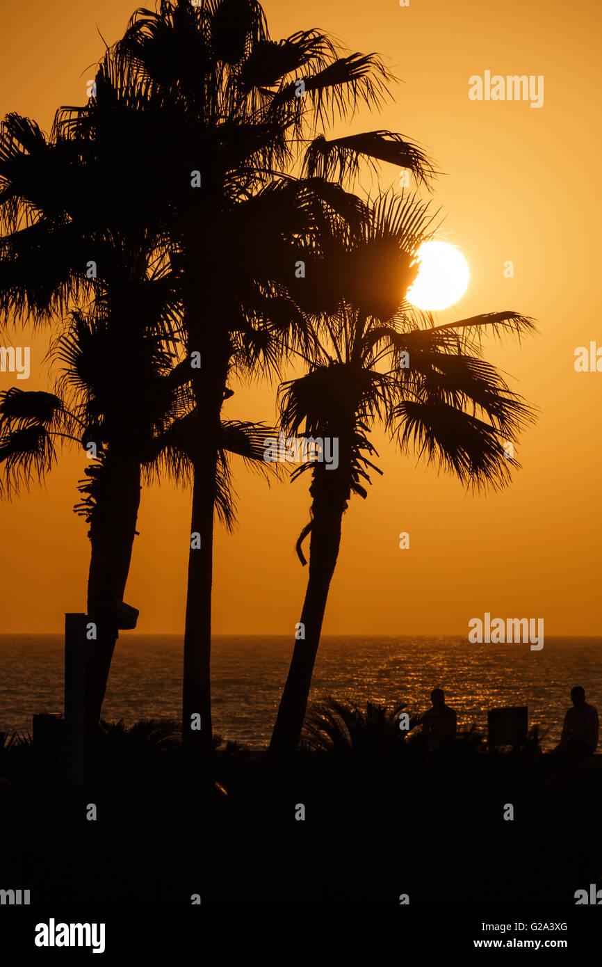 Vue sur le coucher du soleil derrière les palmiers Banque D'Images