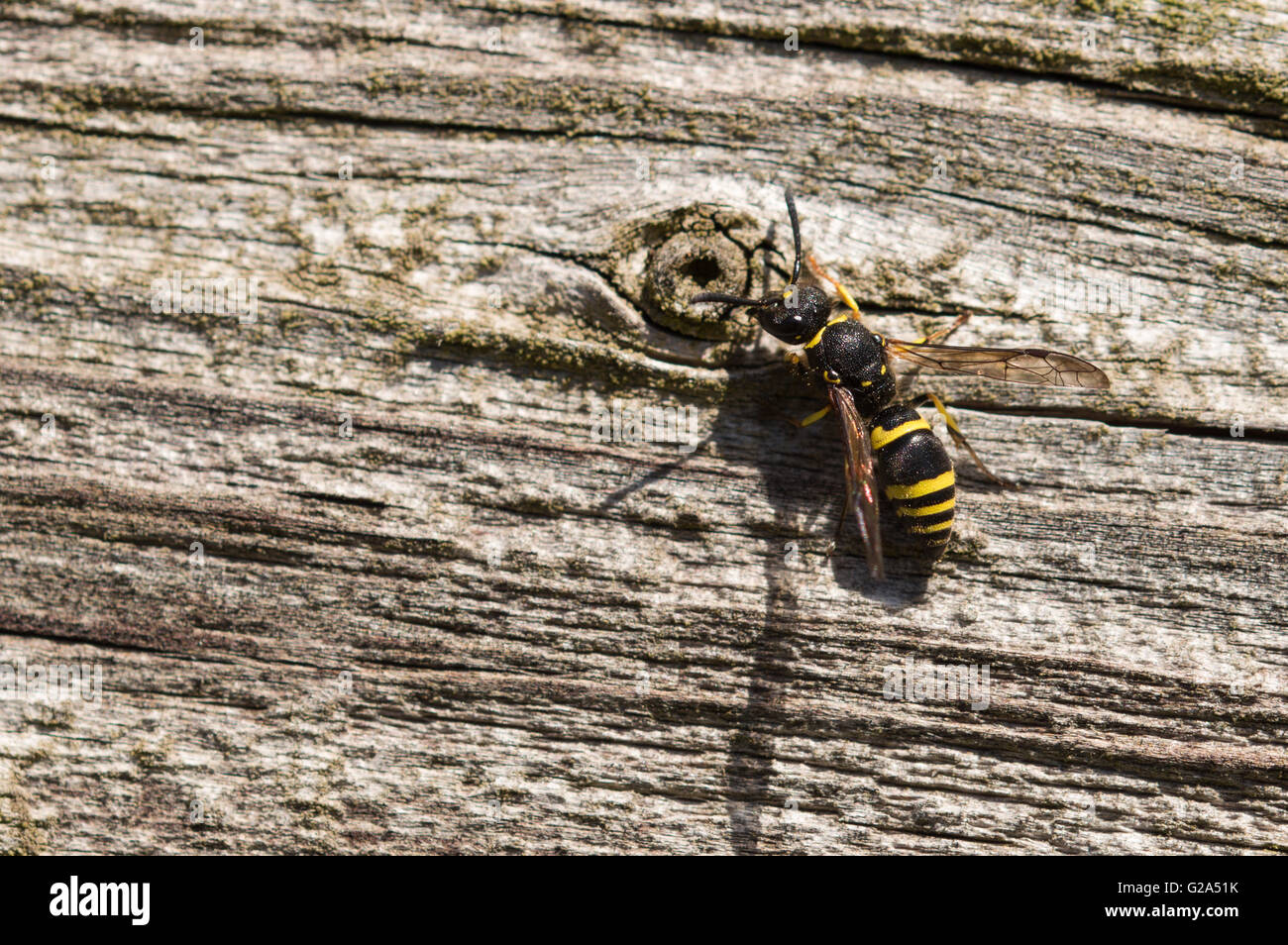 Une guêpe européenne Potter (Ancistrocerus gazella) sur une clôture en bois. Banque D'Images