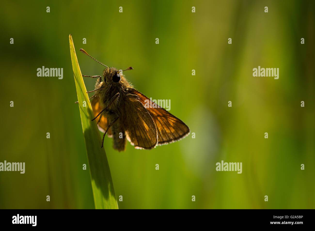 Un grand patron papillon (Ochlodes sylvanus) sur un brin d'herbe. Banque D'Images