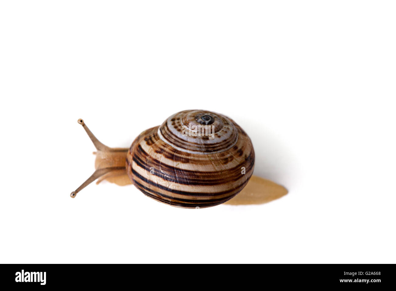 Seul gros escargot isolated on white studio shot Banque D'Images