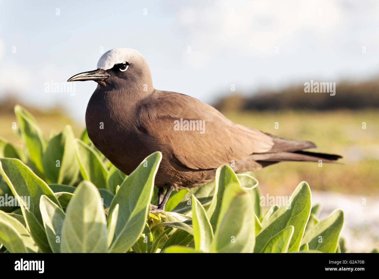 Noddi brun (Anous stolidus) assis entre les feuilles, Lady Elliot Island, Queensland, Australie Banque D'Images