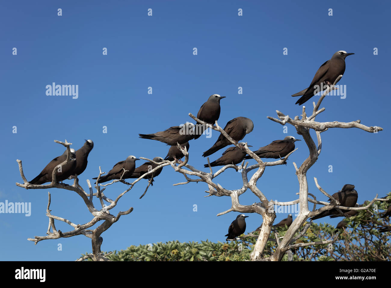 Noddi brun (Anous stolidus) sur l'arbre sec, Lady Elliot Island, Queensland, Australie Banque D'Images