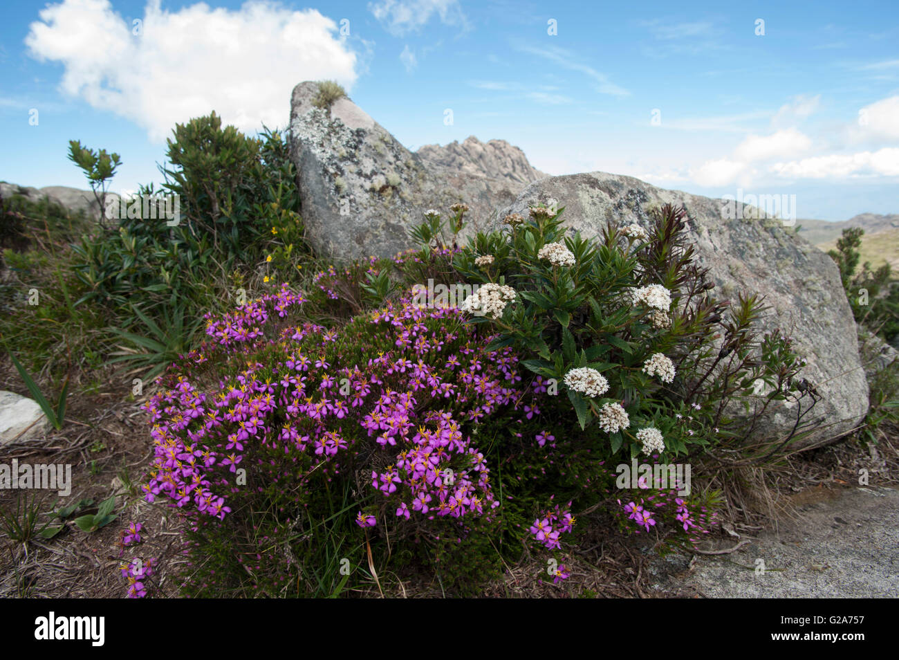Fleurs de montagne dans le Parc National d'Itatiaia, Banque D'Images