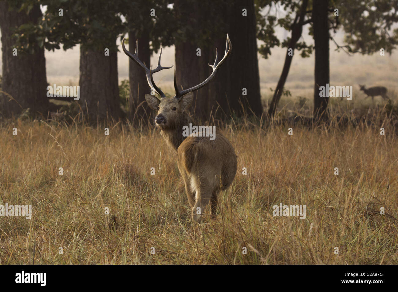 Barasingha, cervus duvauceli branderi, au parc national de kanha, Madhya Pradesh, Inde. Banque D'Images