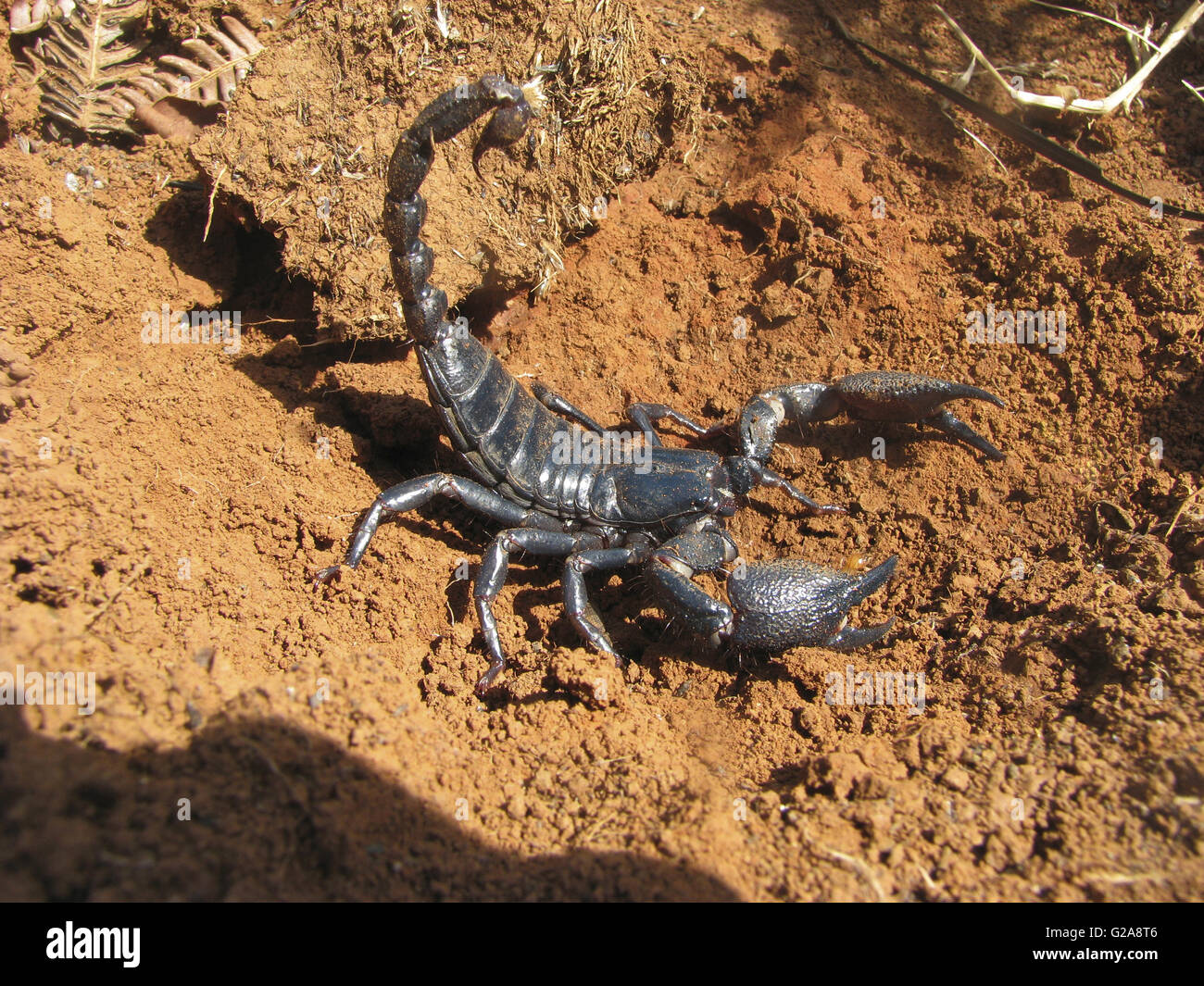 Scorpion empereur, Pandinus imperator. Satara, Maharashtra, Inde Banque D'Images