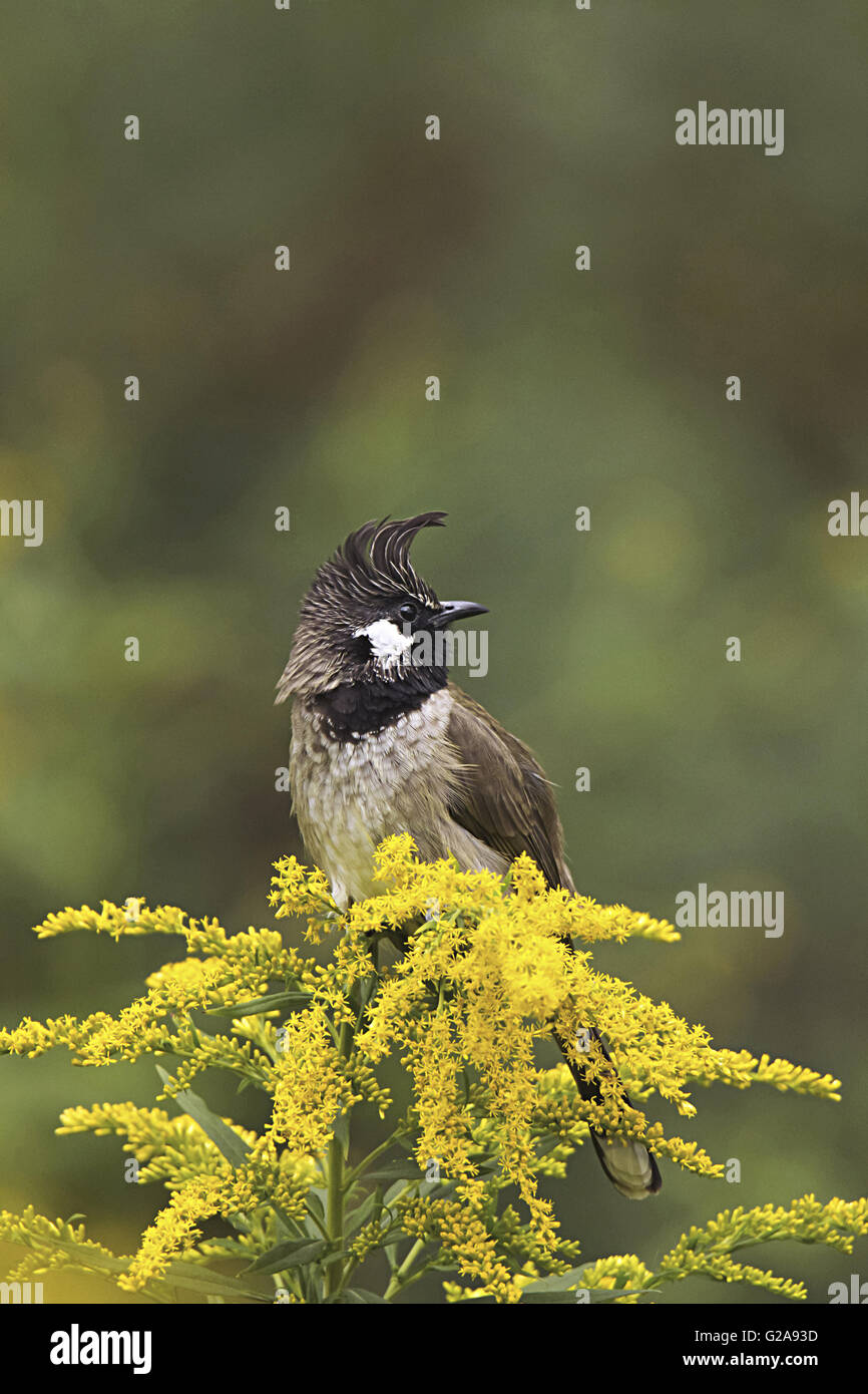 Bulbul de l'Himalaya, Bulbul à joues blanches, Pycnonotus leucogenys, Mukteshwar, Uttarakhand, Inde Banque D'Images