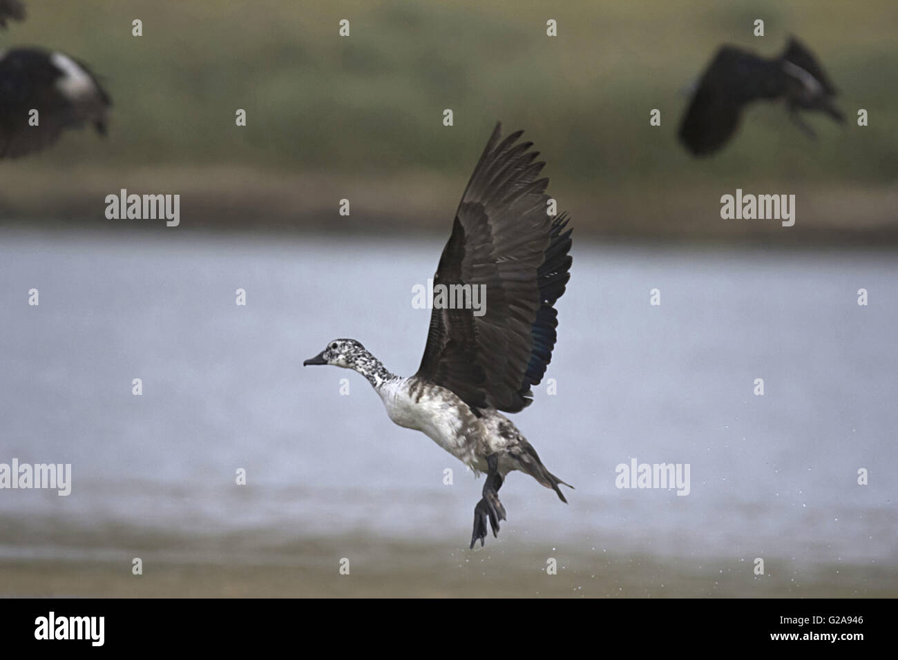 Canard à bec bouton, Sarkidiornis melanotos, Chambal, Rajasthan, Inde Banque D'Images