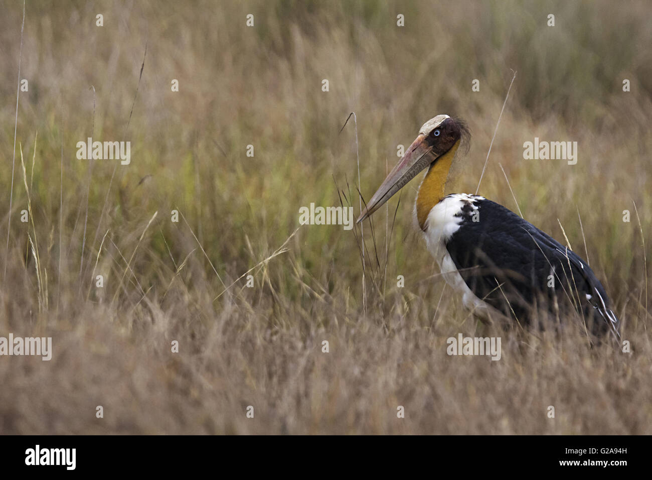 Adjudant moindre Flamant rose (Phoenicopterus ruber Stork javanicus . La Réserve de tigres de Bandhavgarh, Madhya Pradesh, Inde Banque D'Images