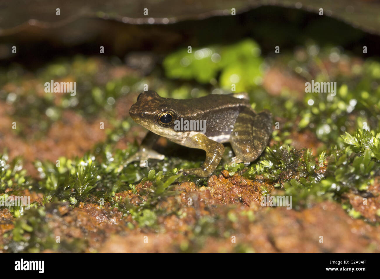 Grenouille. micricxilus sp. , Agumbe, Karnataka, Inde Banque D'Images