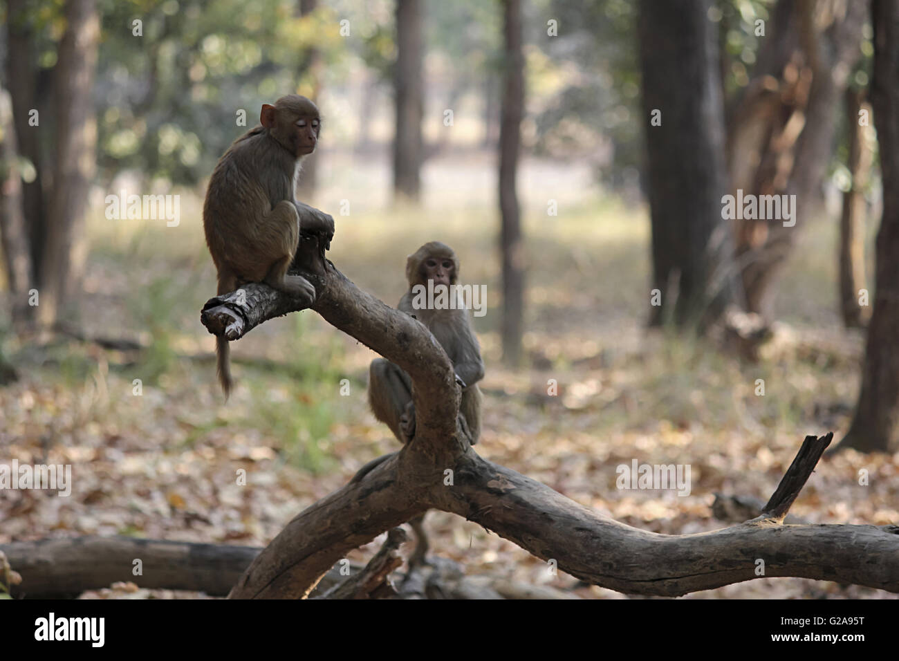 Singe rhésus, Macaca mulatta, bandhavgarh tiger reserve, Madhya Pradesh, Inde Banque D'Images