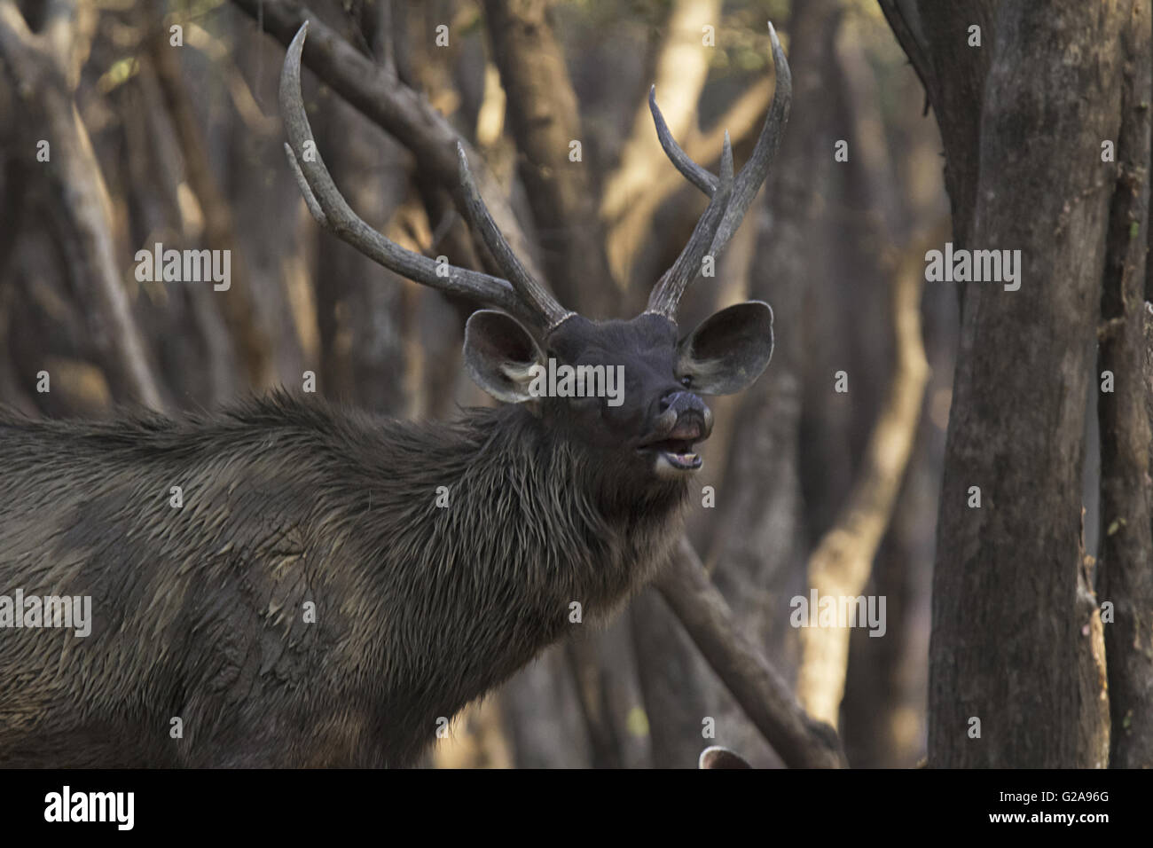 Cerfs sambar, ranthambhore tiger reserve, Rajasthan, Inde Banque D'Images