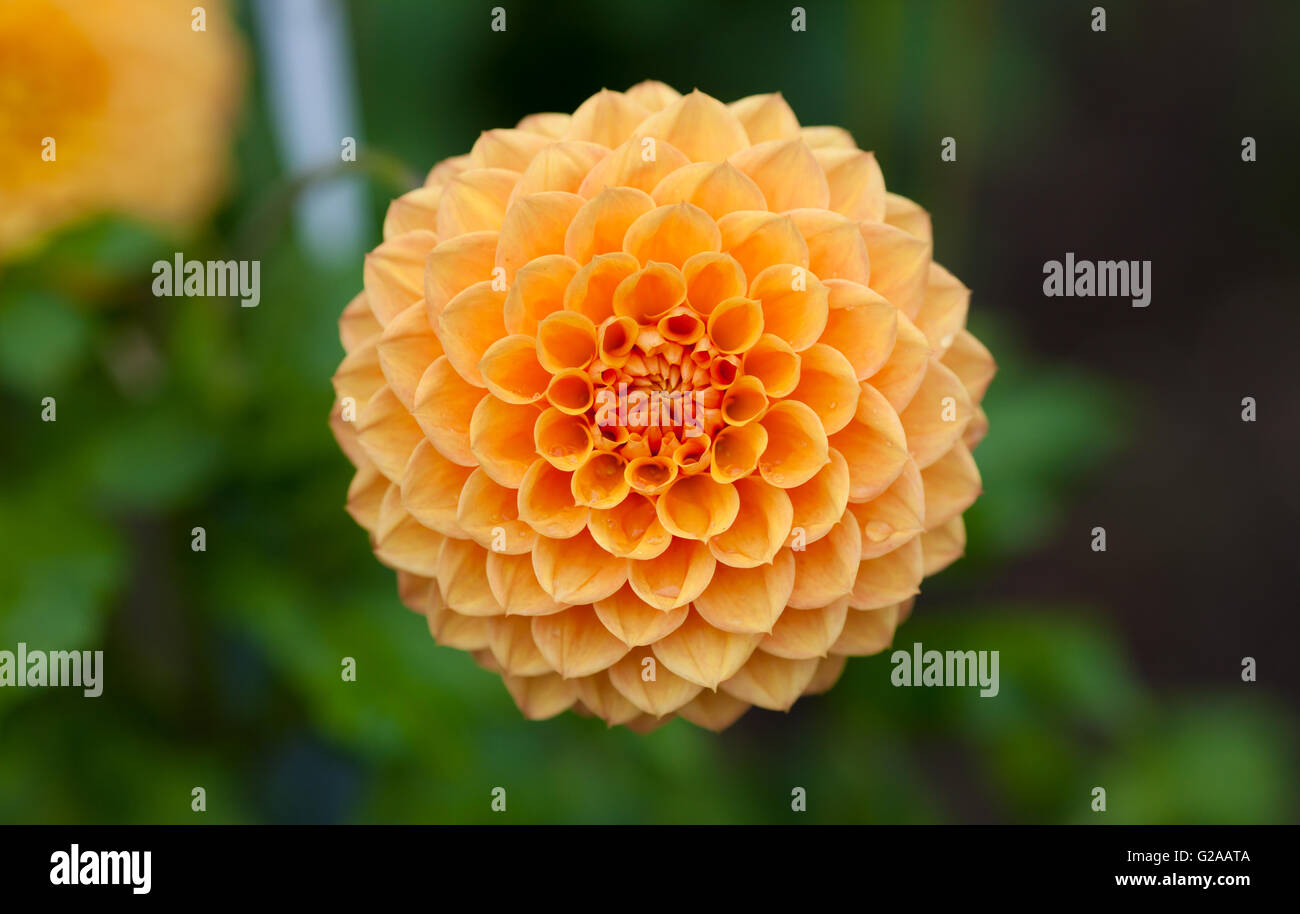 Jaune ou orange Dahlia fleur en pleine floraison libre Banque D'Images