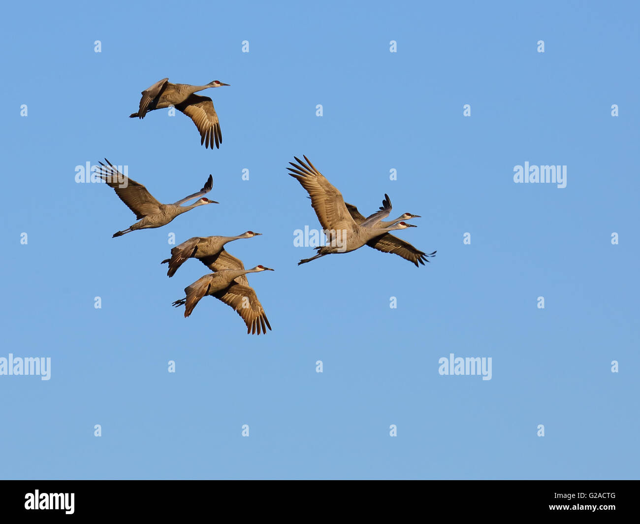 La grue voler contre un ciel bleu Banque D'Images