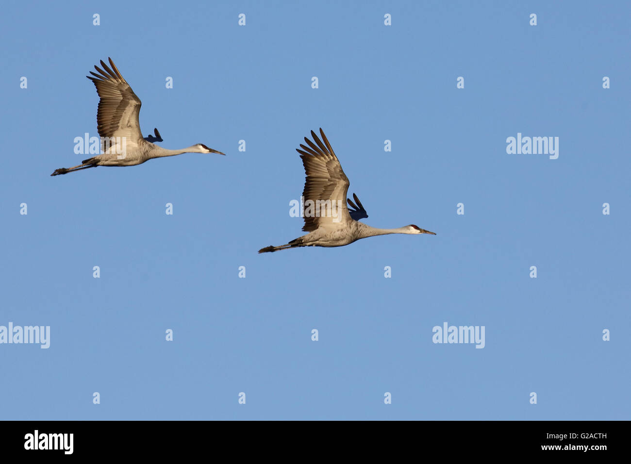 La grue voler contre un ciel bleu Banque D'Images
