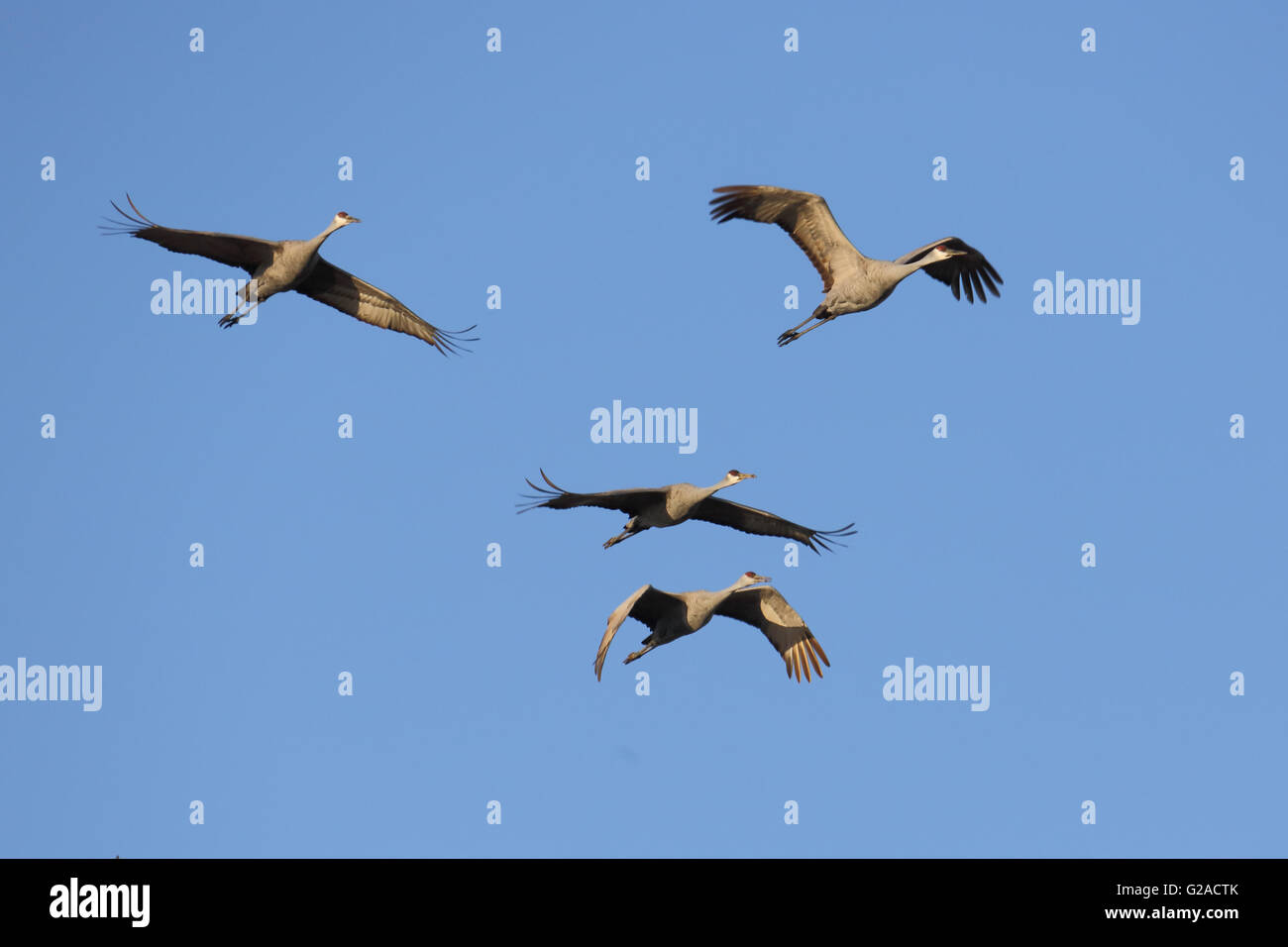La grue voler contre un ciel bleu Banque D'Images