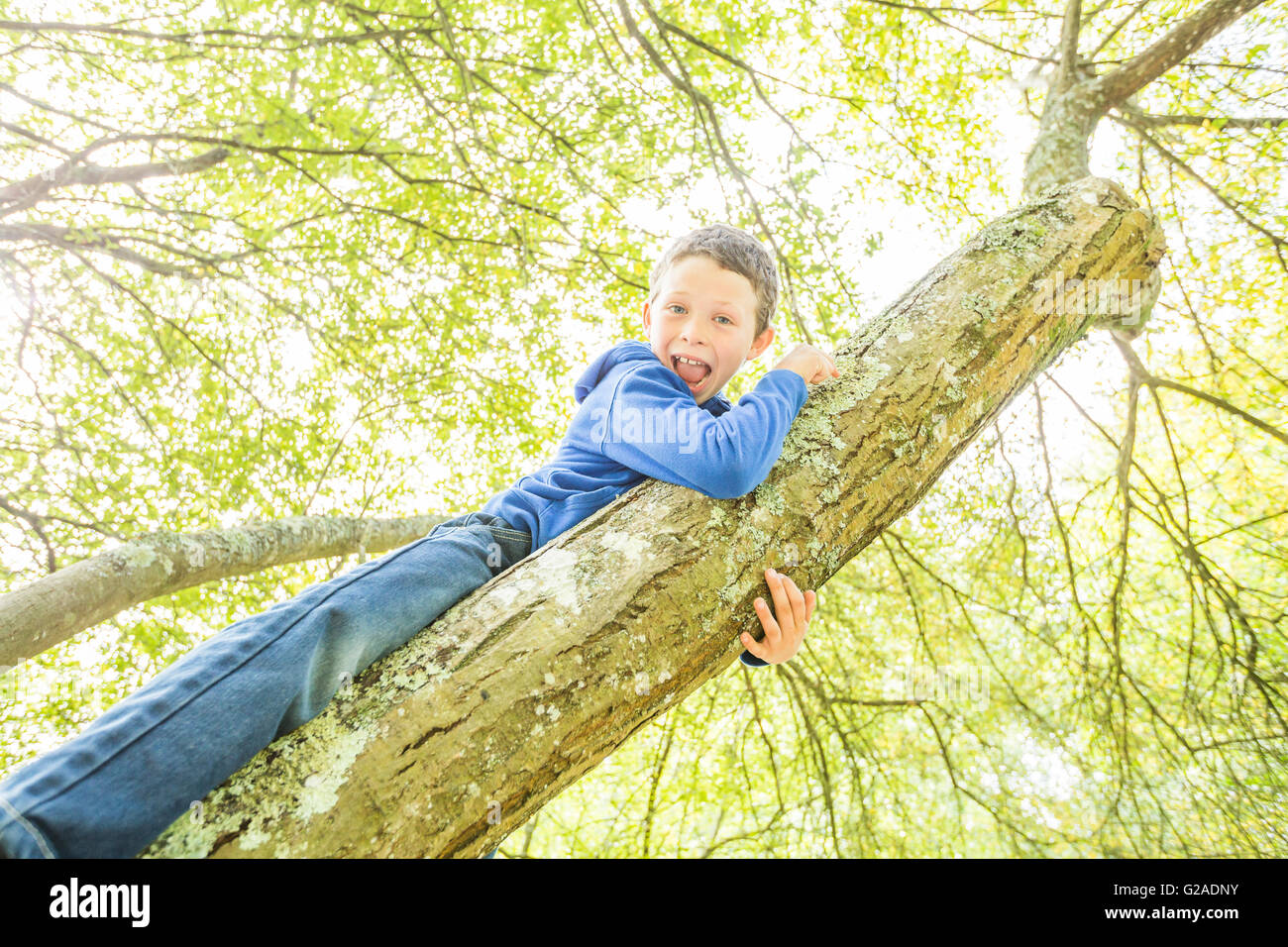 Boy (6-7) climbing tree Banque D'Images