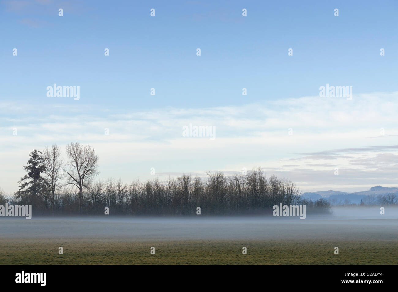 Brouillard sur prairie avec arbres nus en arrière-plan Banque D'Images