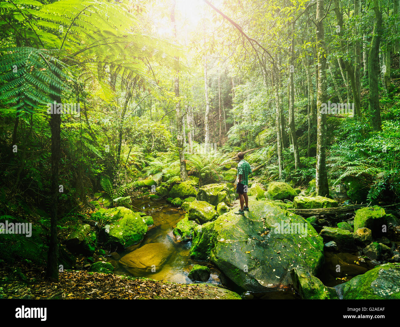 Mid adult man standing on rock en forêt verte Banque D'Images