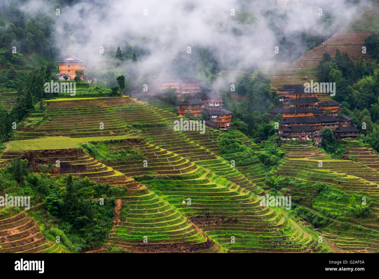 Maisons de village et des terrasses de riz dans la brume du matin dans la montagne, Dazhai, Guangxi Province, China Banque D'Images
