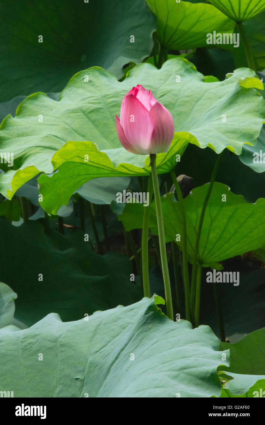 Étang de Lotus, Suzhou, Province de Jiangsu, Chine Banque D'Images