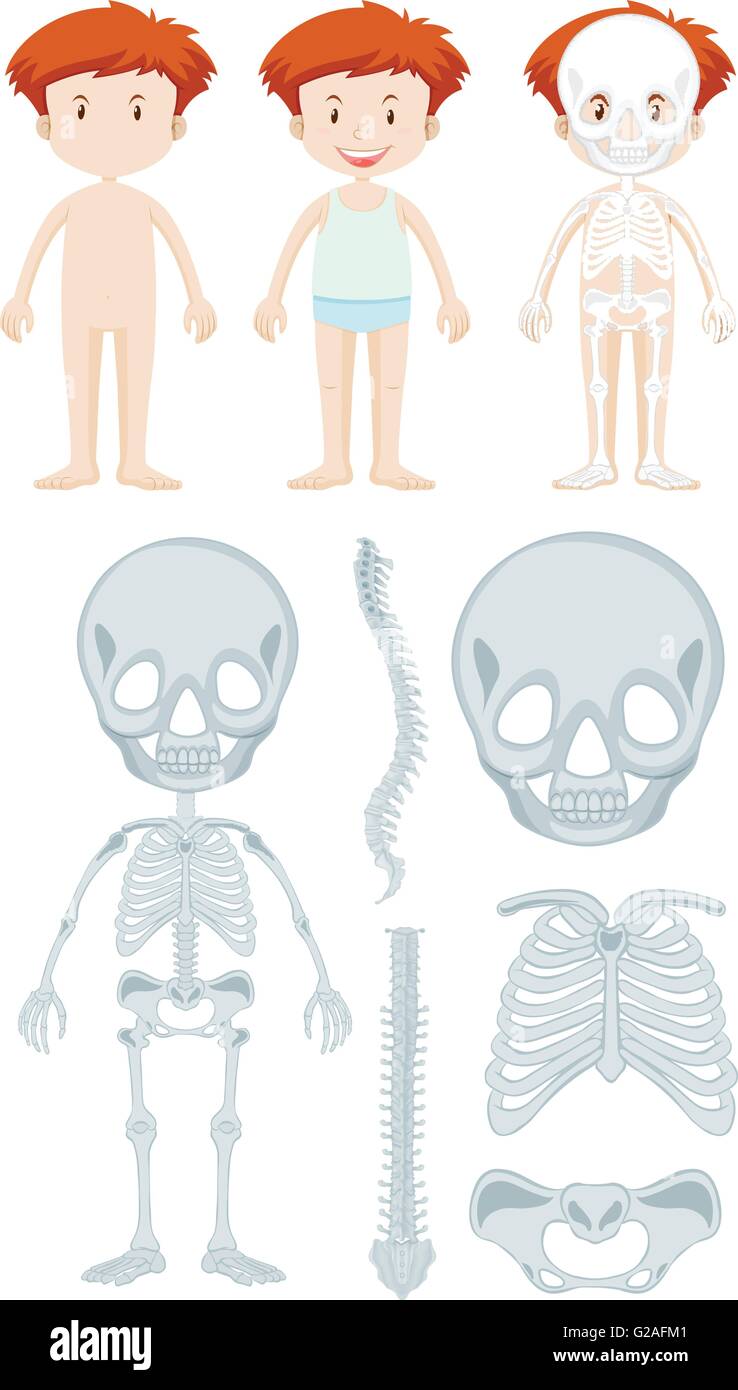 Anatomie du petit garçon illustration Illustration de Vecteur