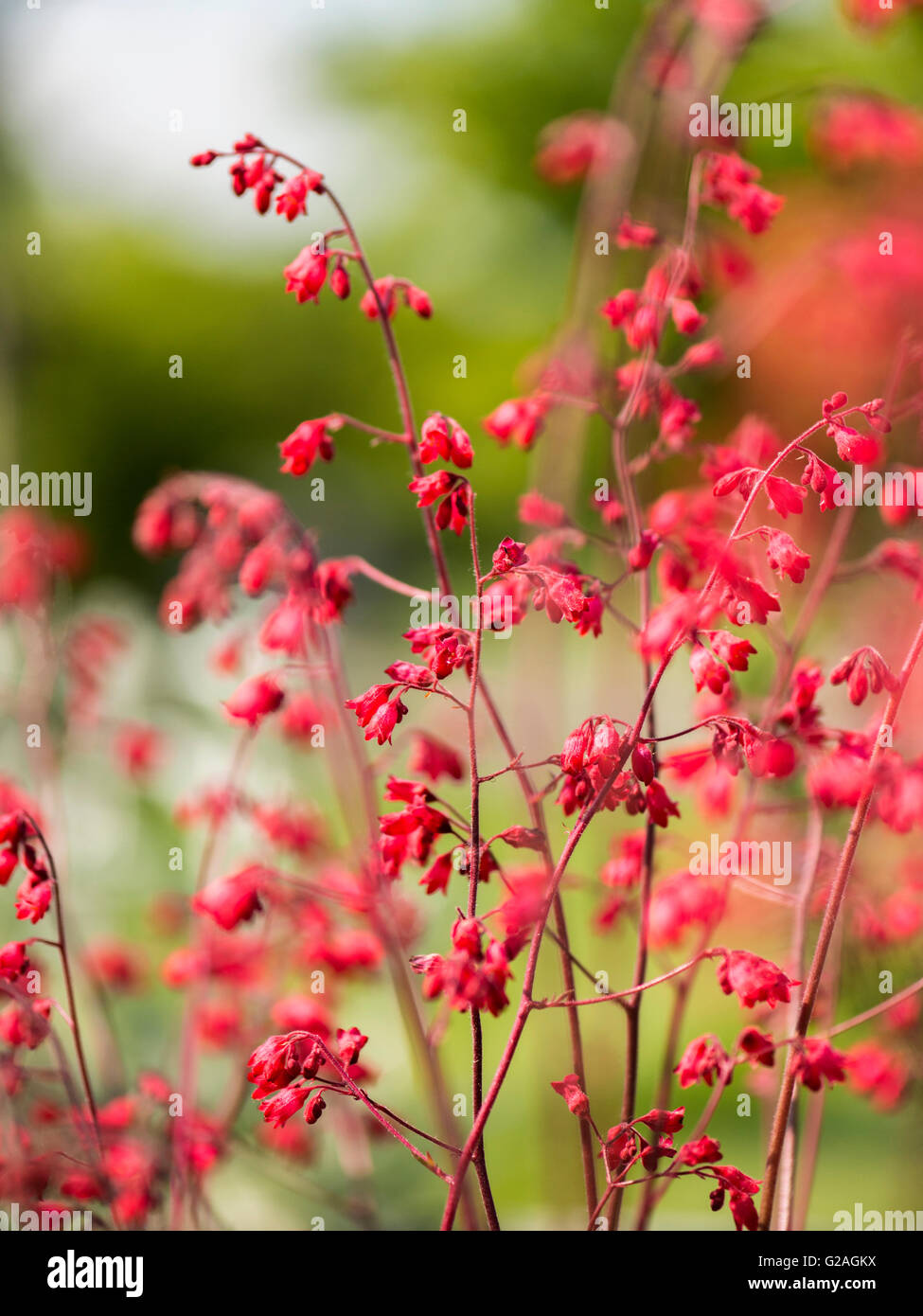 De belles fleurs en forme de cloche rouge vif de l'Heuchère plante., isolé à l'arrière-plan Banque D'Images