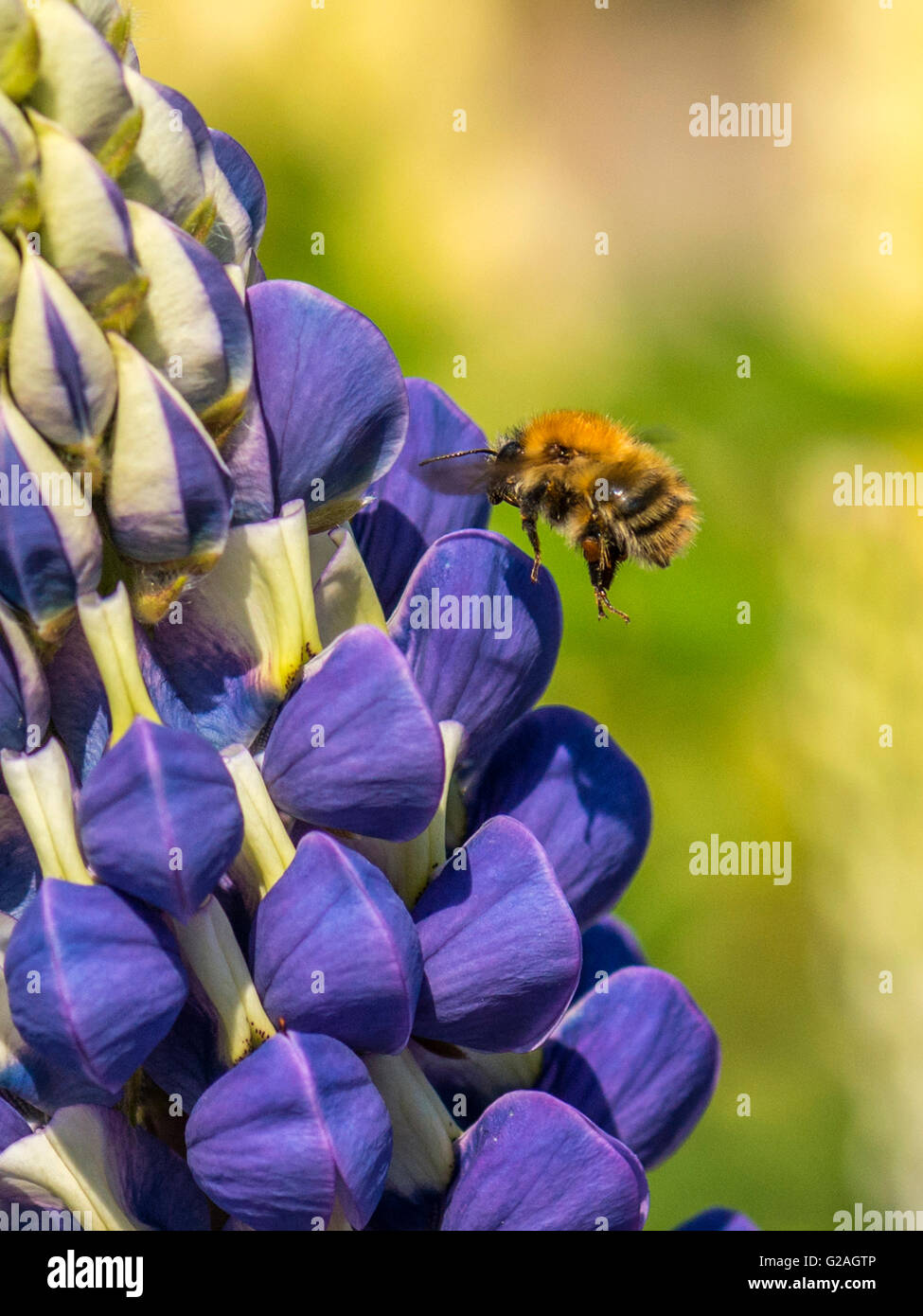 Printemps pollinisateur, bourdon (Bombus) la collecte de nectar de l'épi bleu vif-comme des bourgeons du racème Lupin jardin plante. Banque D'Images