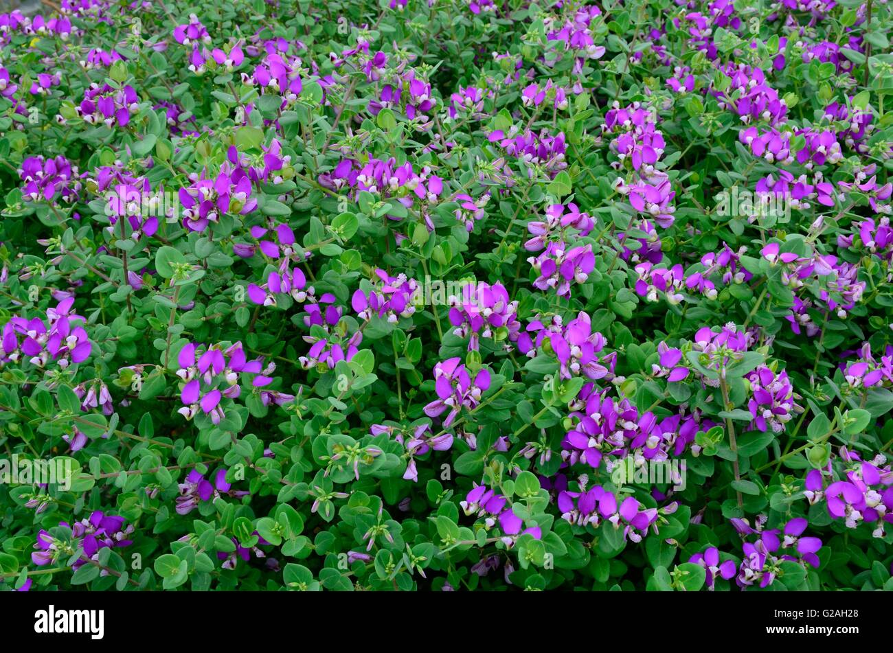 Polygata fruticosa Petite arbuste Pois de papillon Banque D'Images