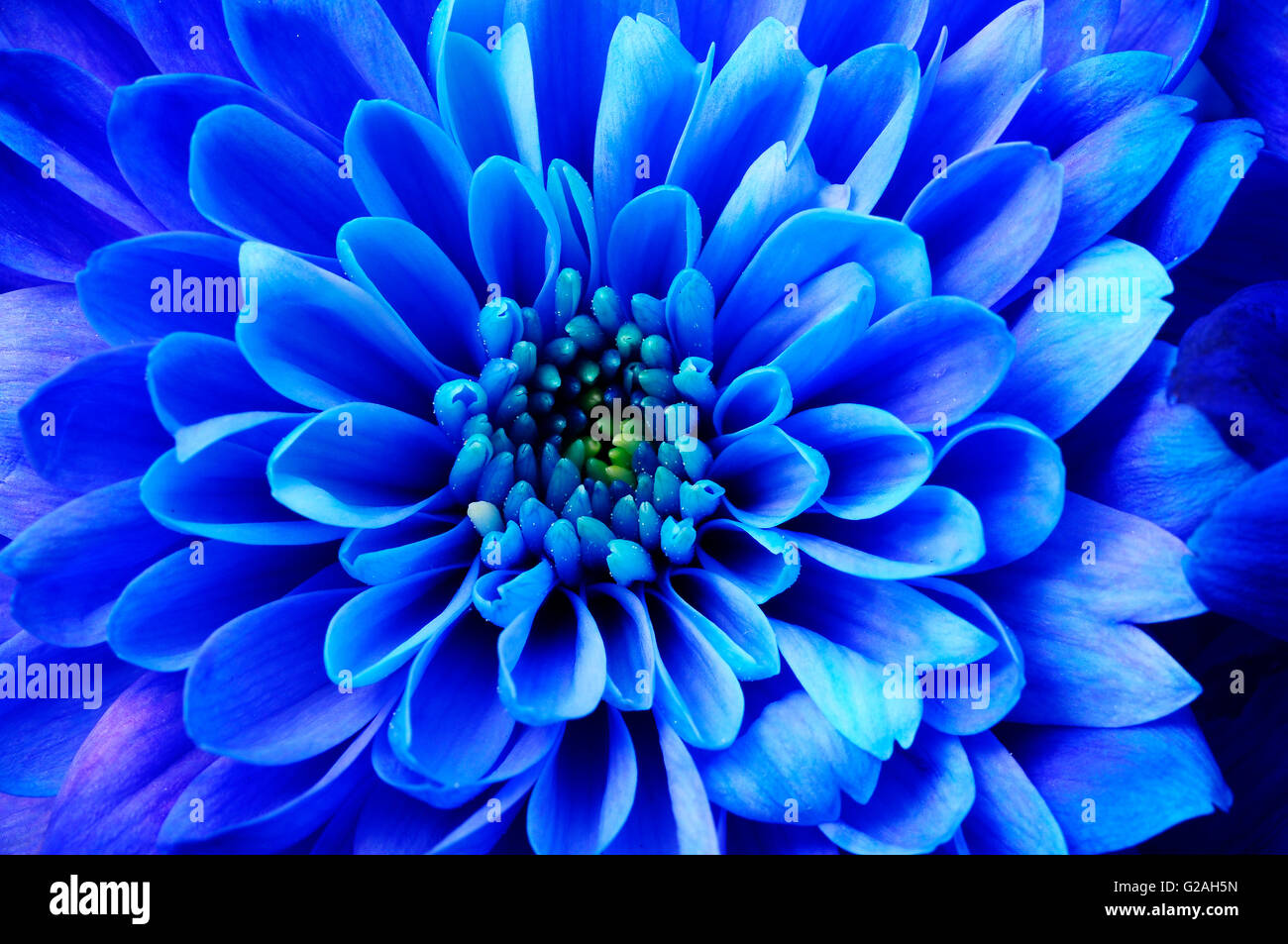 Close up of blue aster fleurs détails de background Banque D'Images