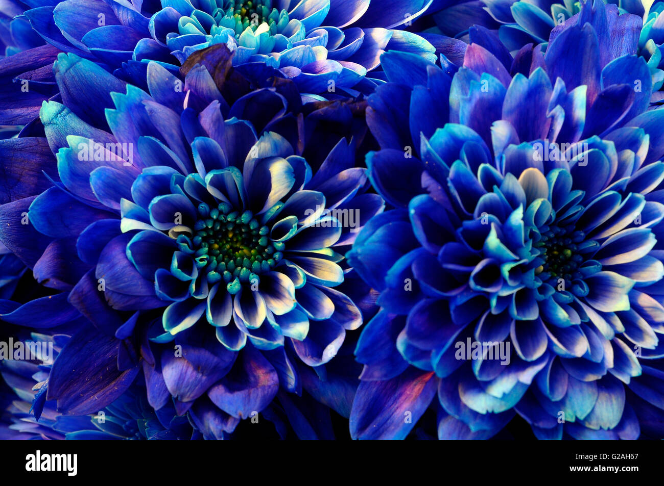 Close up of blue aster fleurs détails de background Banque D'Images