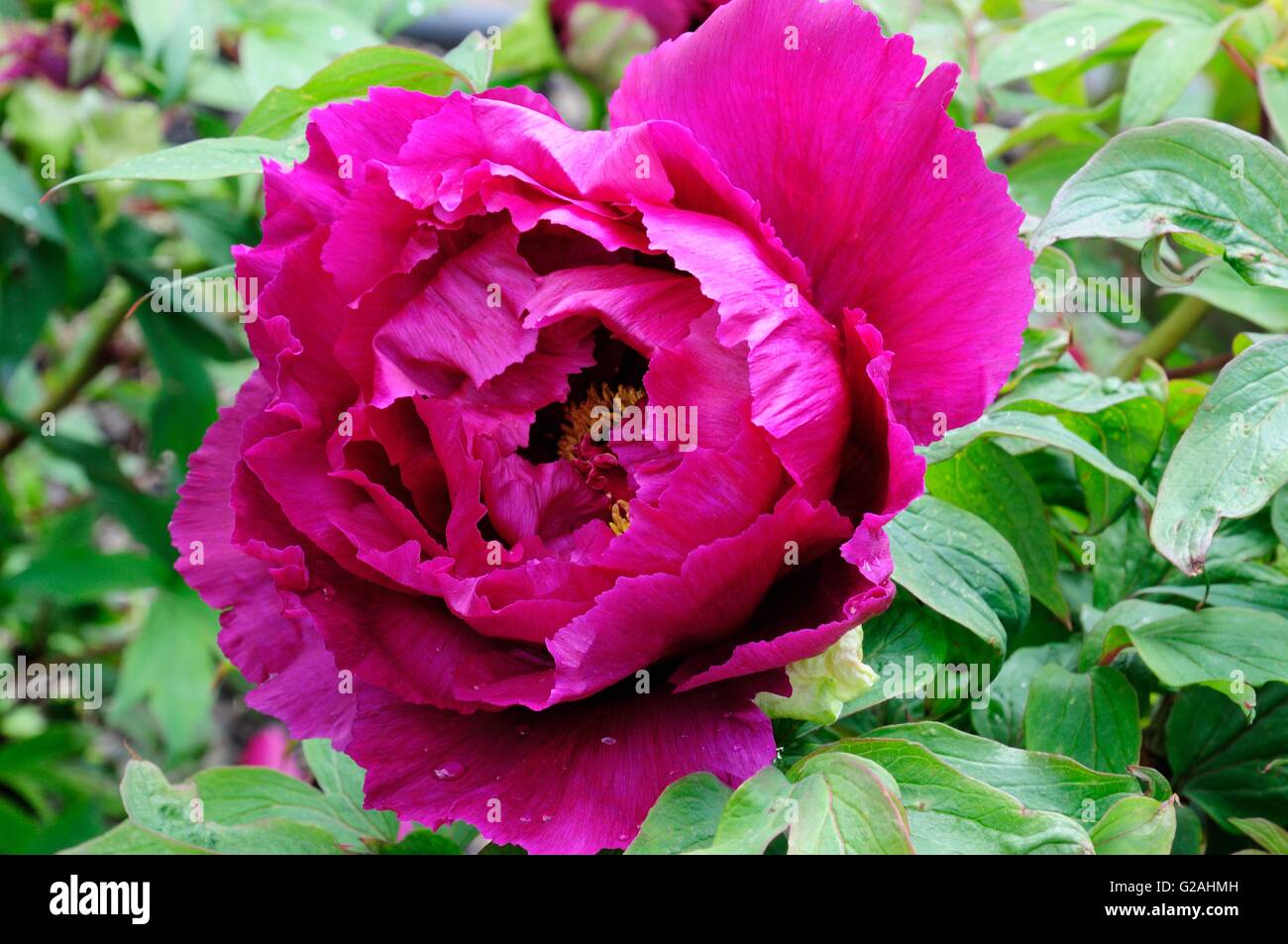 Pivoine arbustive paeonia suffruticosa rimpo flower Banque D'Images