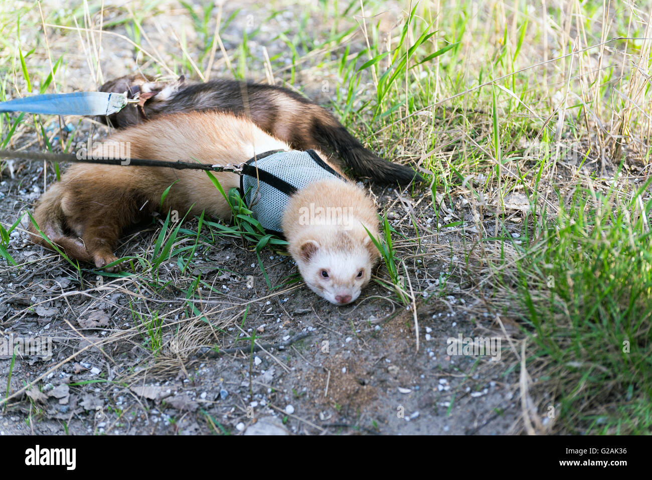 Deux ferret pour marcher avec un collier et une laisse Banque D'Images