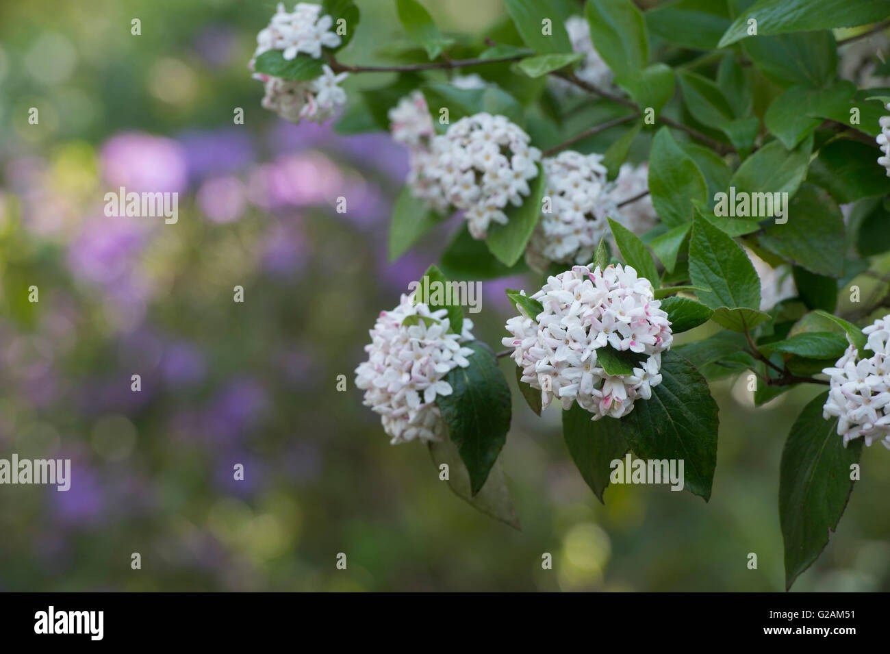 Gm tdh 5303 'burkwoodii Viburnum x'. Gm tdh 5303 'Arrowwood' en fleurs Banque D'Images