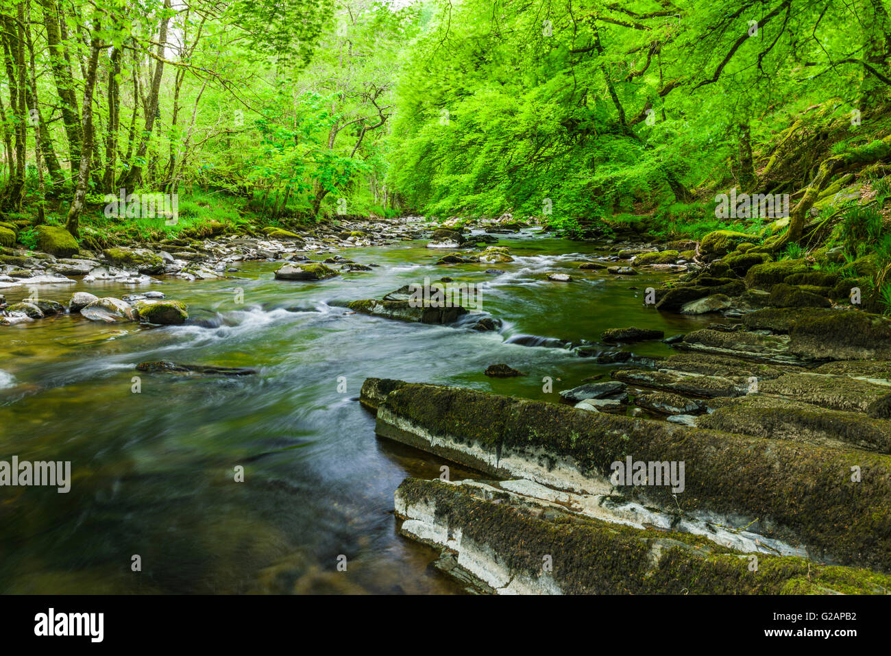 La rivière Barle dans Knaplock Bois près de Tarr étapes dans le Parc National d'Exmoor, Somerset, Angleterre. Banque D'Images
