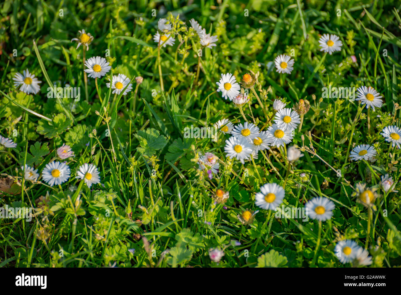 Prairie avec des fleurs de printemps en Allemagne Banque D'Images