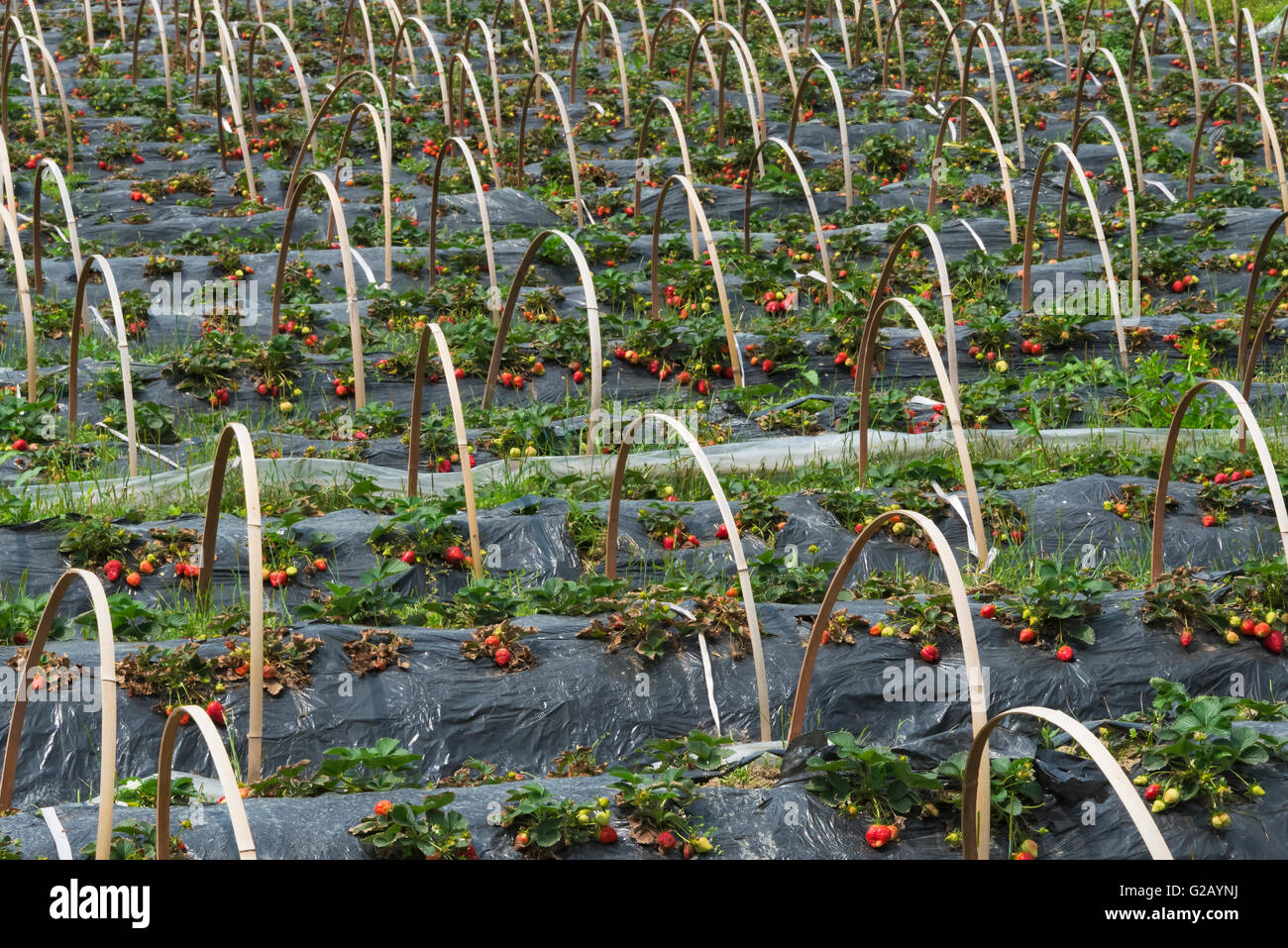 Strawberry field, dans la province de Fujian, Chine Banque D'Images