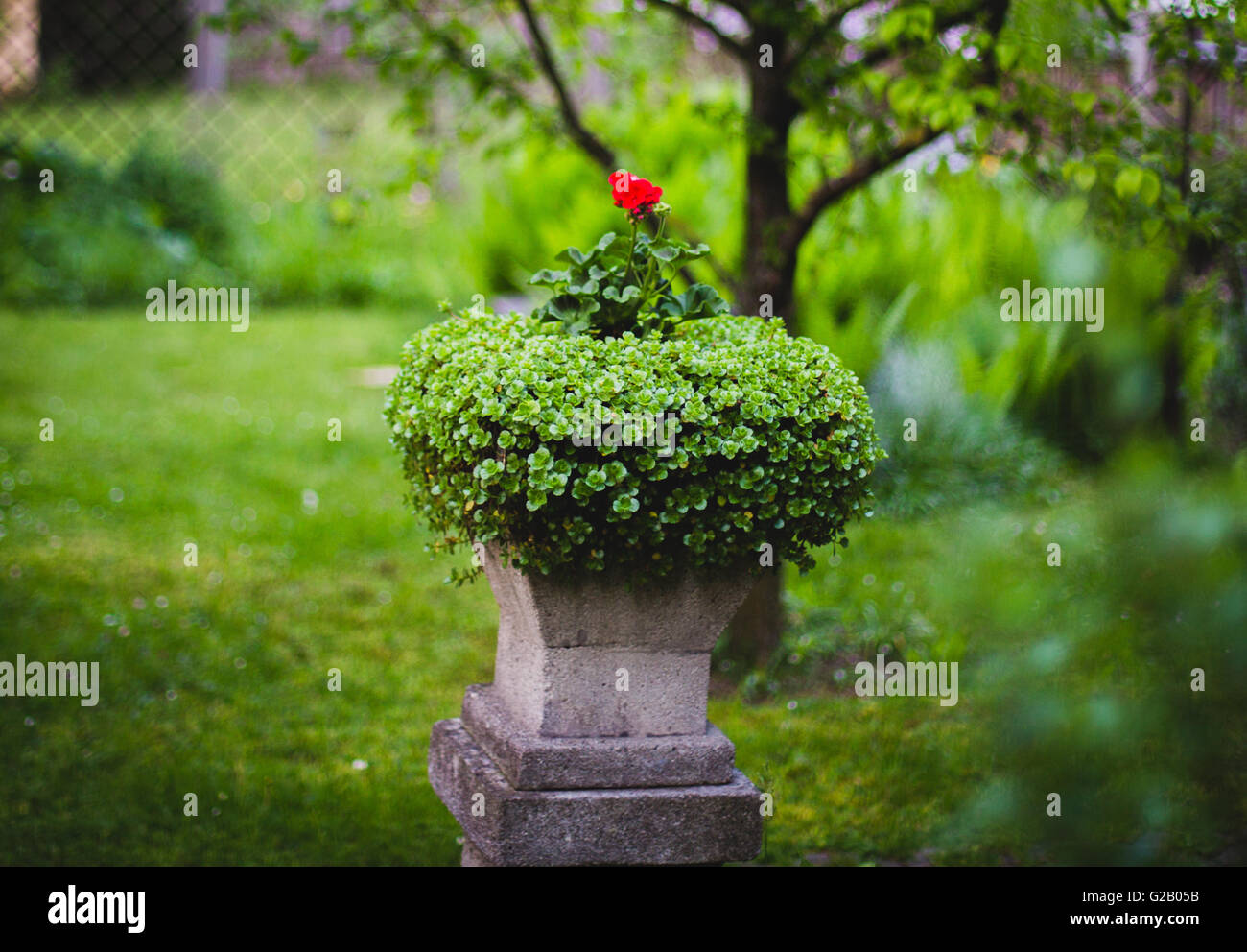 Urne sur pied avec des fleurs dans le jardin vert Banque D'Images