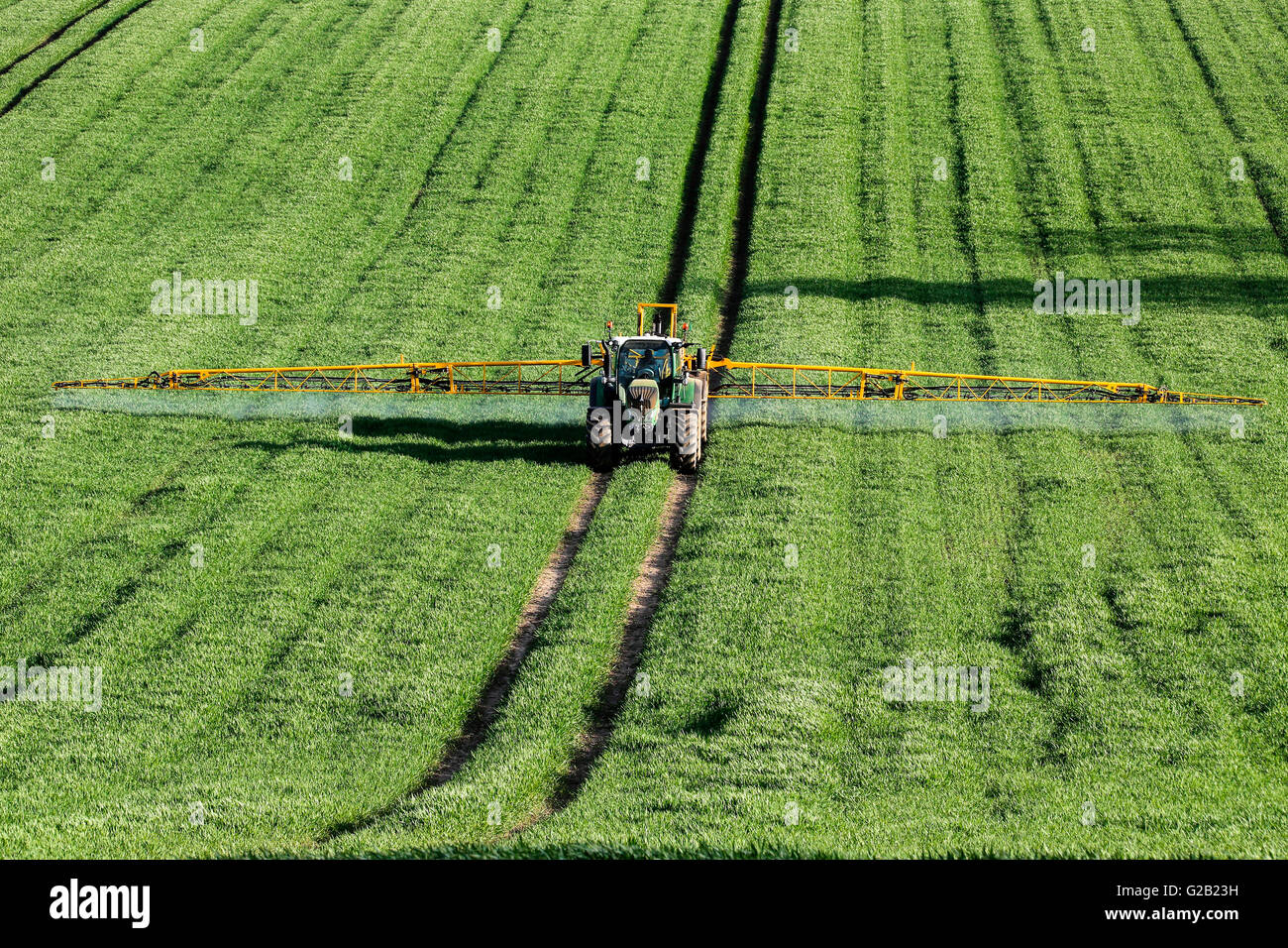 Agriculture - La pulvérisation d'engrais sur les cultures de blé - North Yorkshire - Angleterre. Banque D'Images
