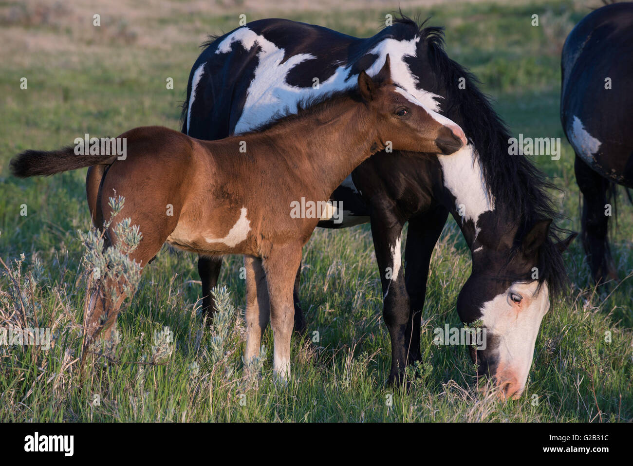 Wild Horse (Equs ferus), poulain et parent, dans l'ouest de l'Amérique du Nord Banque D'Images