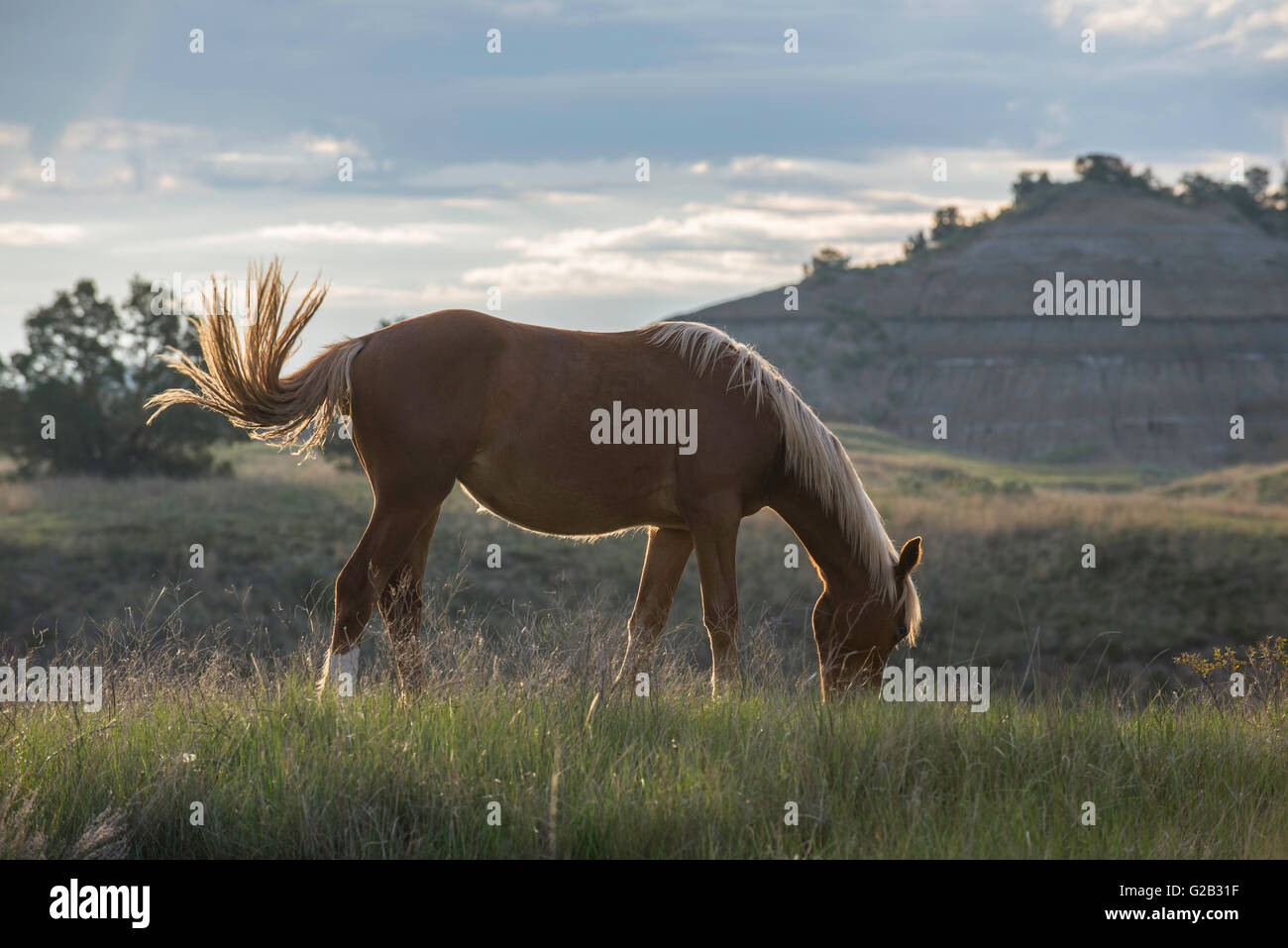 Wild Horse (Equs ferus), Mustang le pâturage, Feral, Theodore Roosevelt National Park, N. Dakota USA Banque D'Images