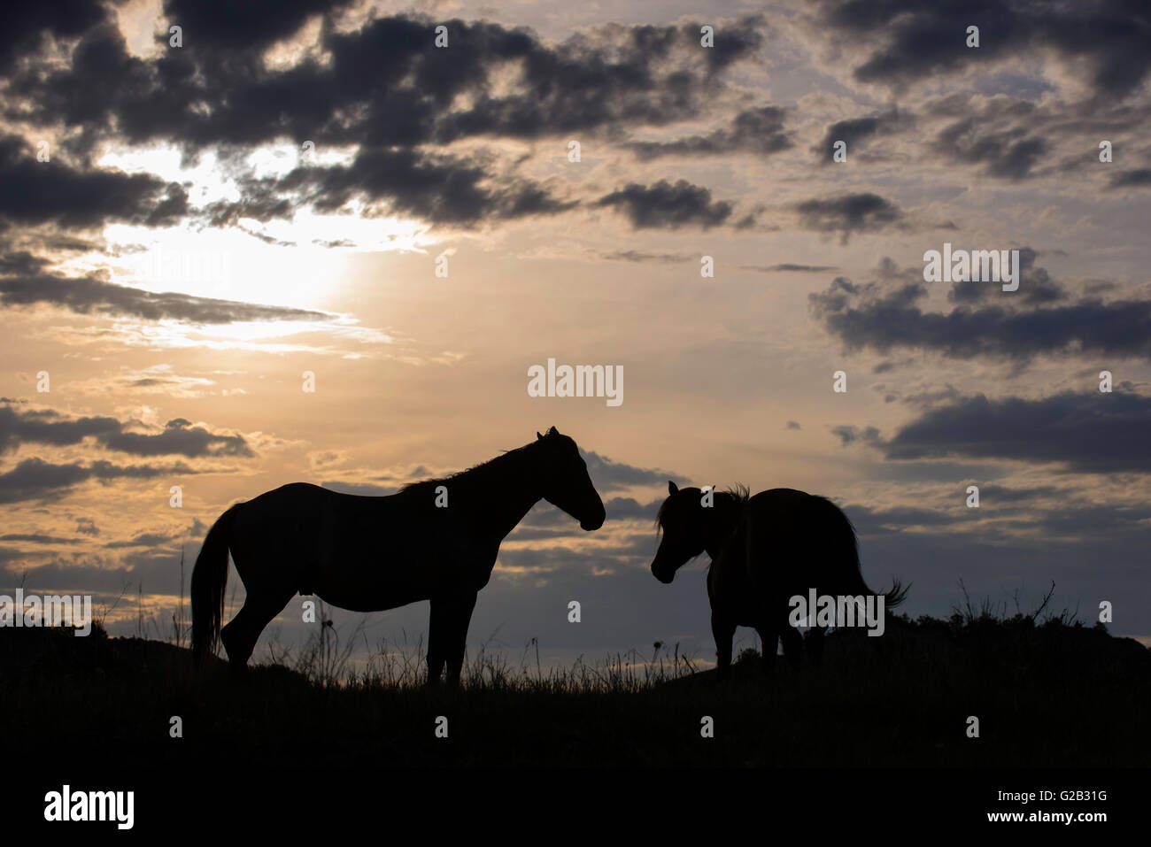 Les chevaux sauvages, (Equs ferus), des Mustang, paire silhoutted, dans l'ouest de l'Amérique du Nord Banque D'Images