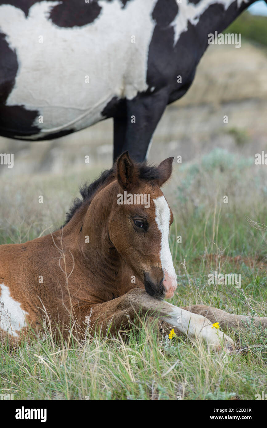 Les chevaux sauvages, (Equs ferus), Mustang, Feral, avec colt,Parc National Theodore Roosevelt, Badlands, N. Dakota USA Banque D'Images