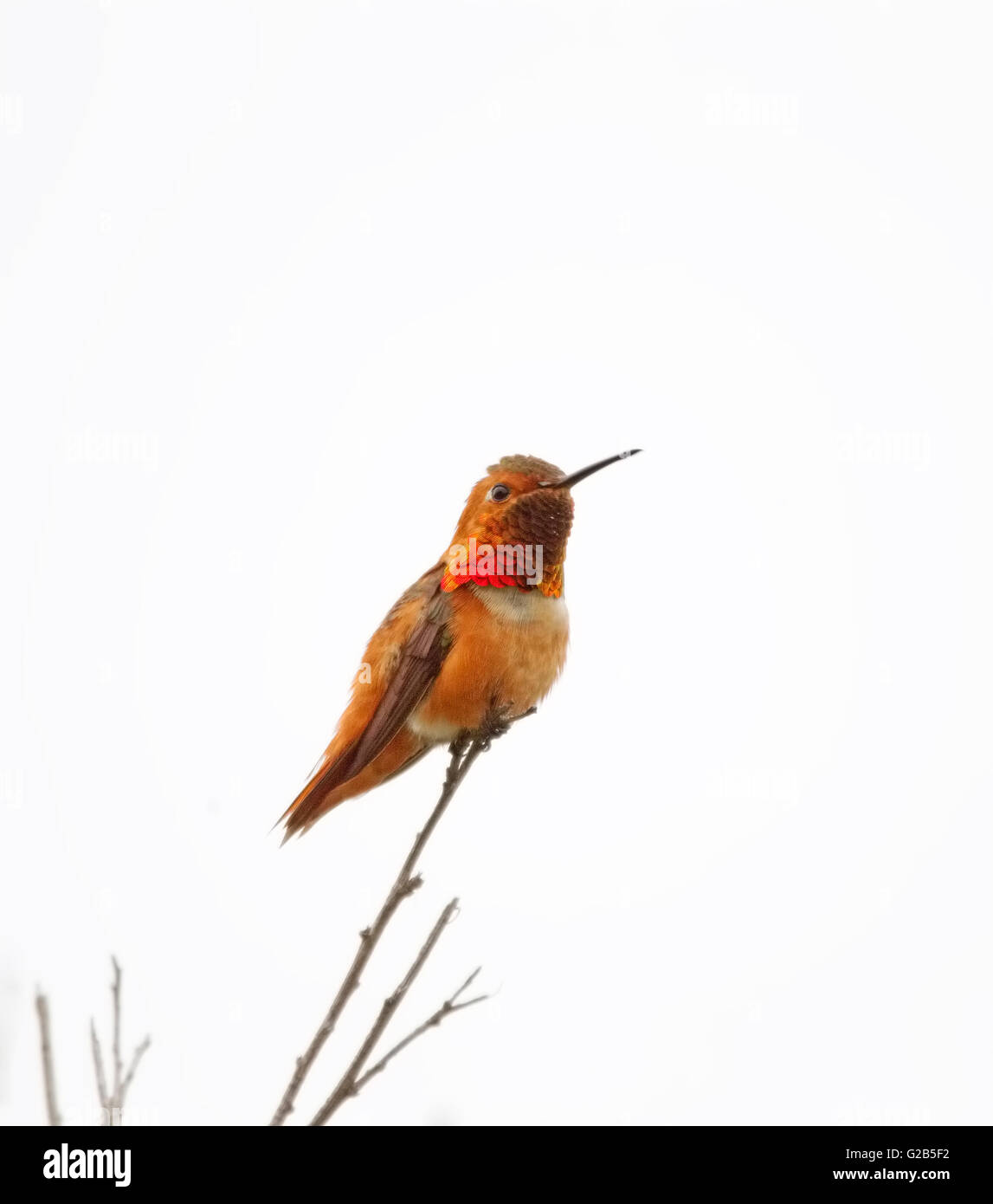 Mâle colibri d'Allen sur brindille Orange gorget Banque D'Images