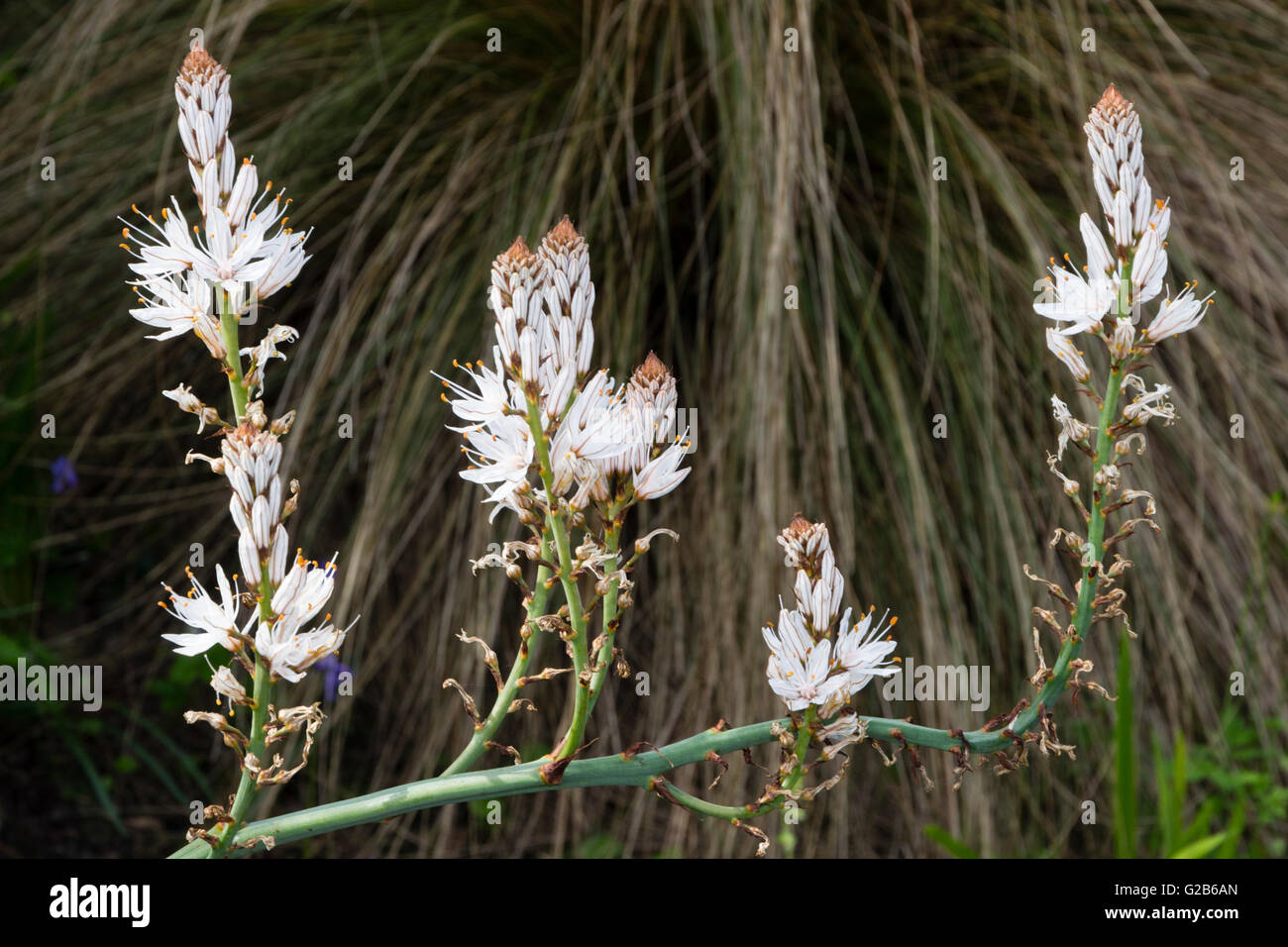 Flowerhead ramification d'une branche de l'asphodèle Asphodelus ramosus, à partir de la Méditerranée Banque D'Images